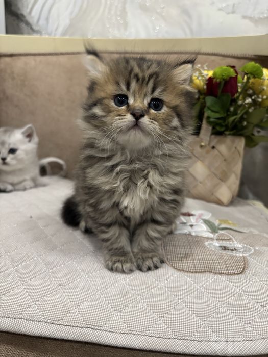 Мушук боласи котёнок