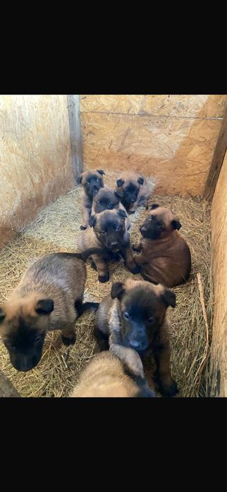 Продам кутят бельгийской офчарки