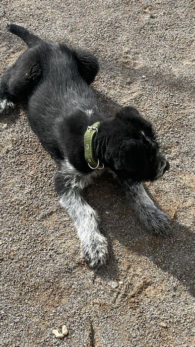 Собака породистая,Дратхаар