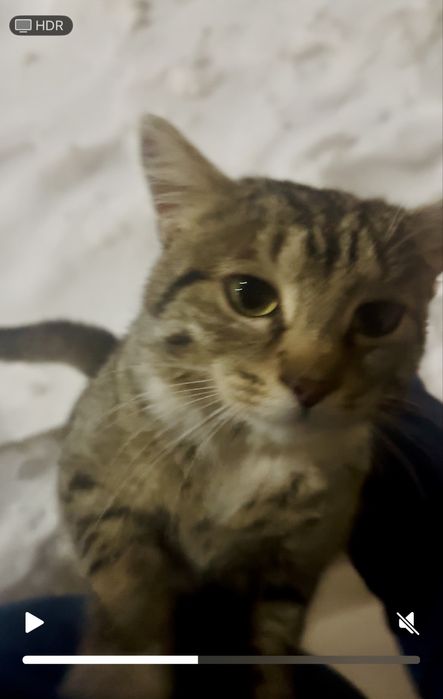 Кот в добрые руки