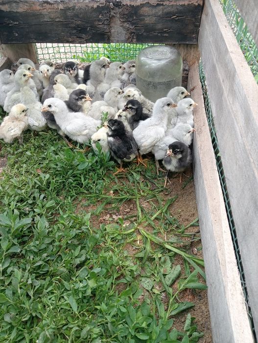 Цыплята Амераукана лаванда
