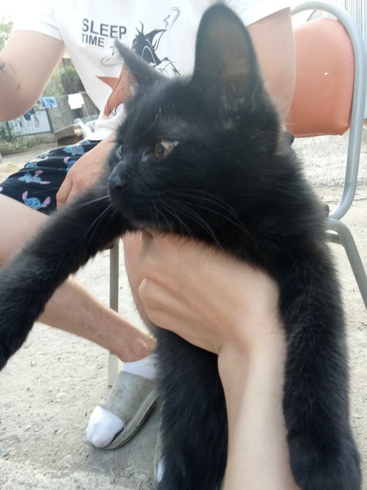 Отдаём кошку из за переезда