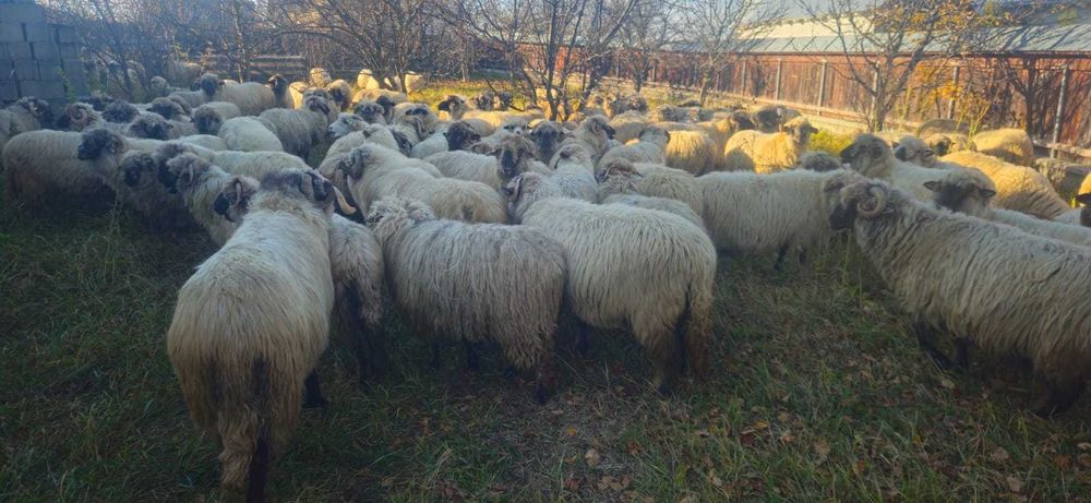 Oi de vanzare -Neamt