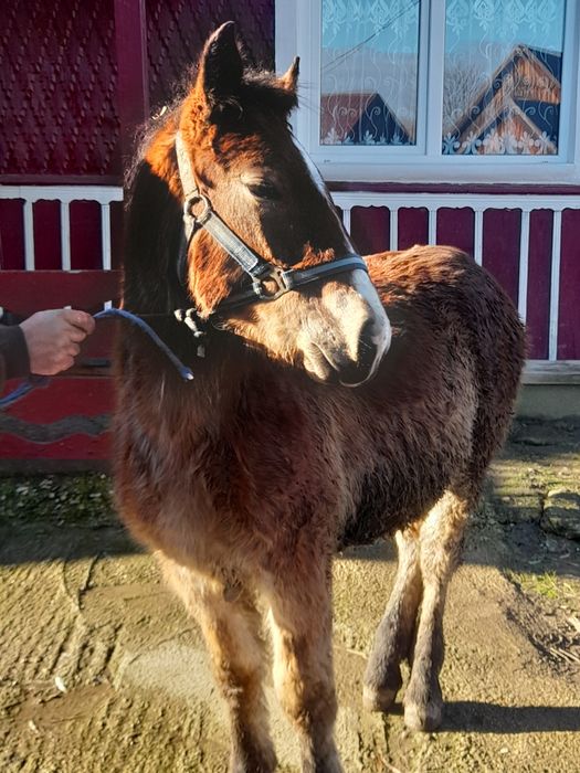 Vând mânz de 6 luni.