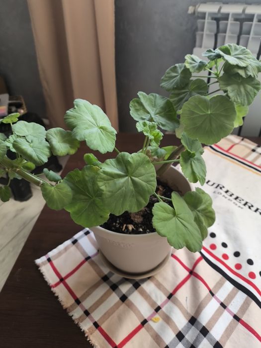 Продам алое и герань