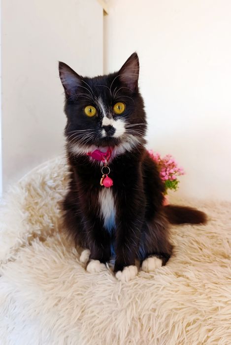 Котенок в добрые руки