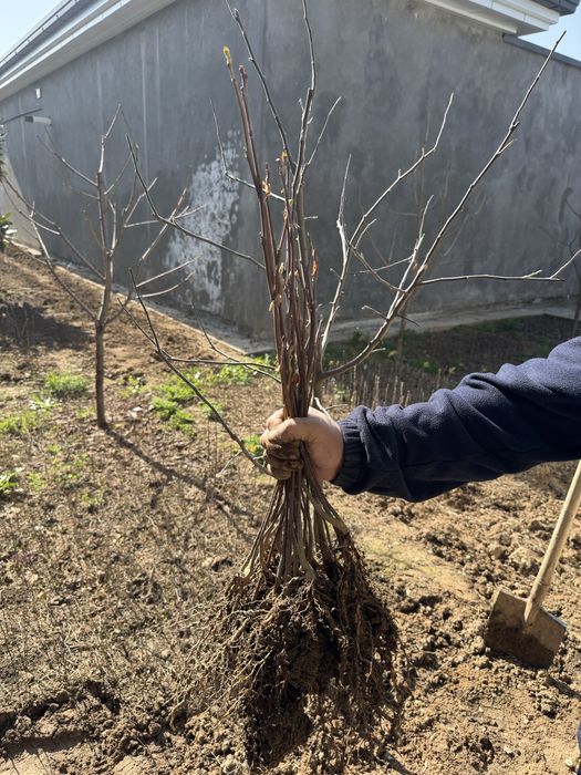 Лола дарахт кучатлари оптом! Саженцы тюльпанного дерева оптом !
