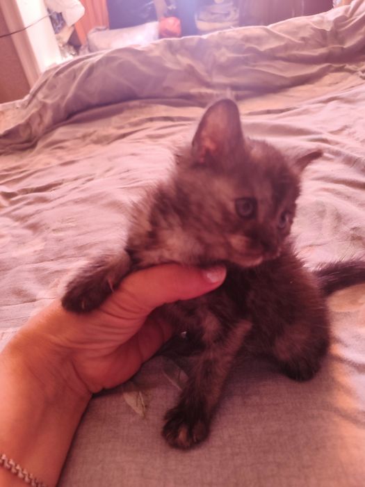 Отдаю даром девочку