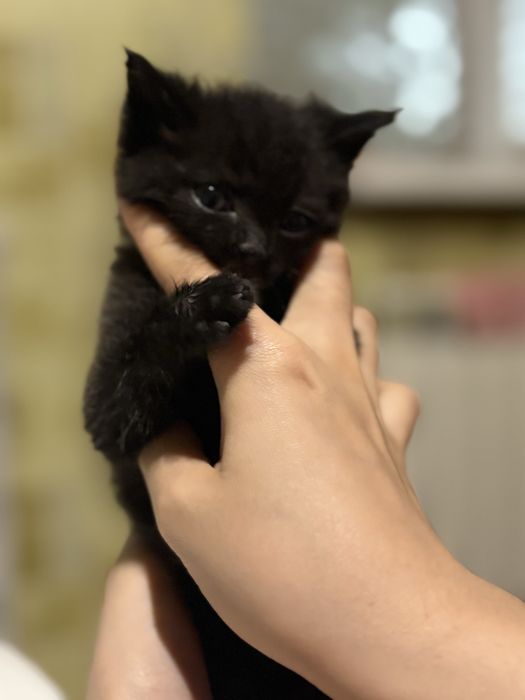 Отдам котенка в добрые руки