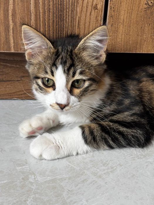 Котята 4-5 месяцев