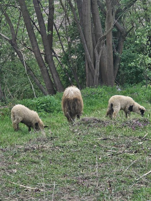 Oi de vanzare 2900 negociabil