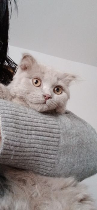 Продам котёнка,Шатландиц Веслоухий,2,5 месяца