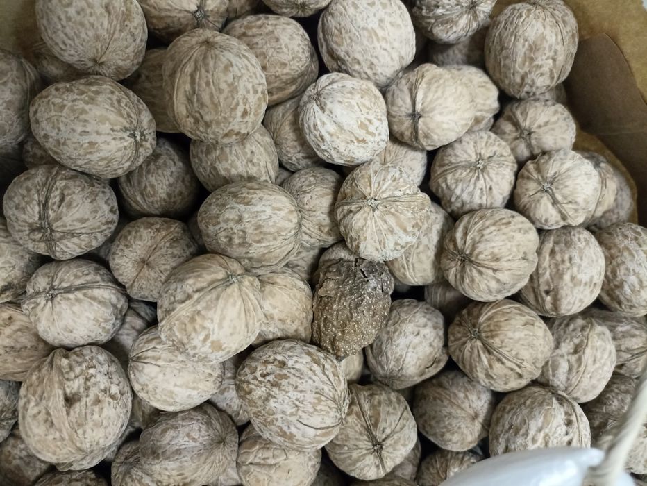 Продам грецкие орехи