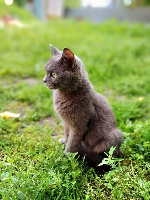 Отдам кошку в хорошие руки,