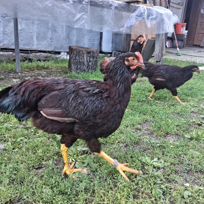 Puicuțe Rhode Island