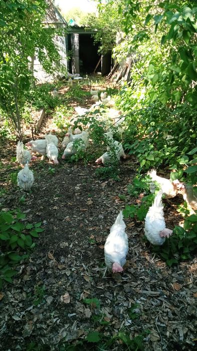 Продаются Куры несушки