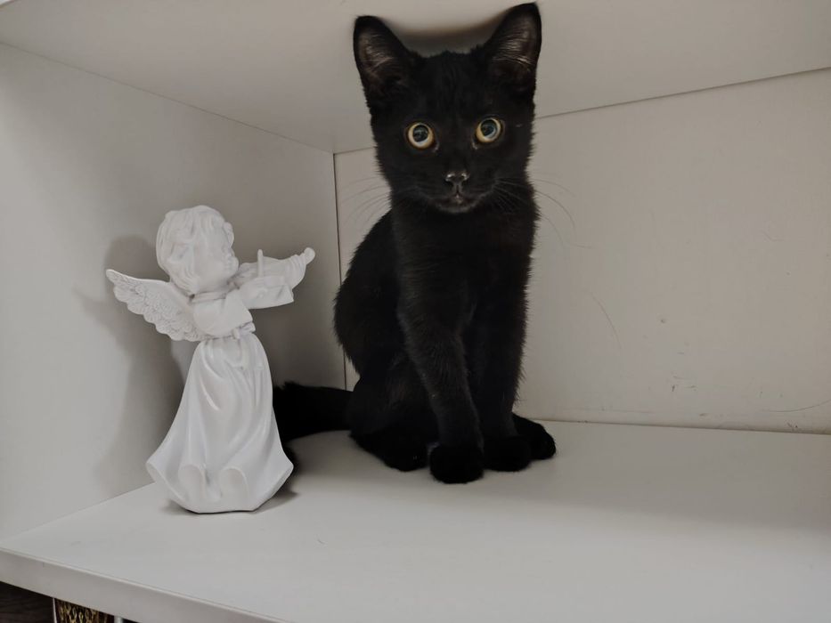 Отдам в добрые руки котенка