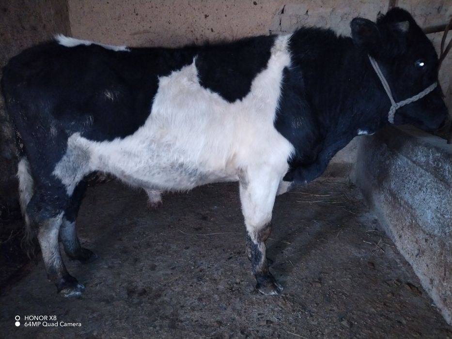 Novos sotiladi sog'lom