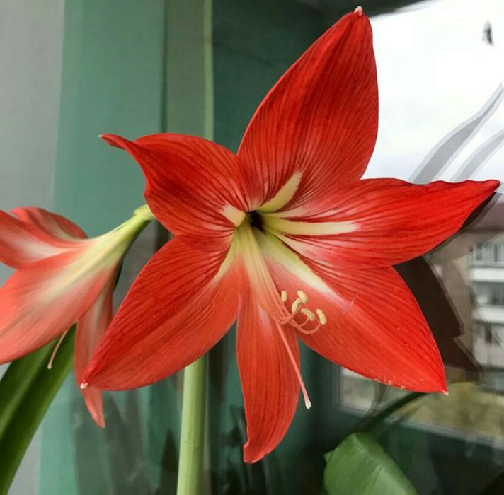 Гиппеаструм в горшке