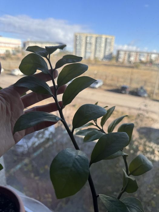 Продам комнатные цветы