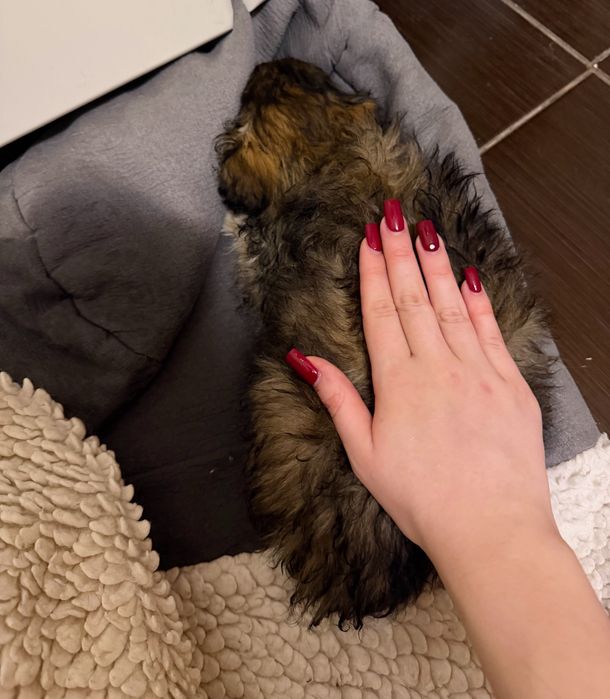 Щенок девочка (метис)