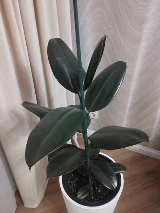 Фикус каучуконосный продам