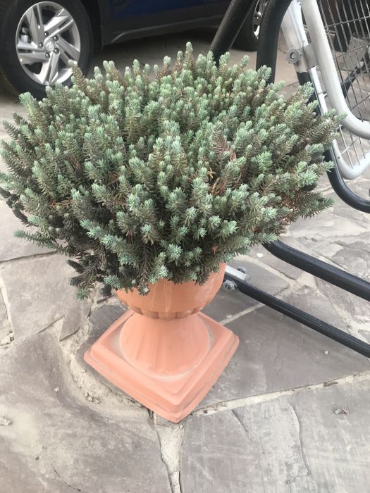 Датура  Дурман Метел Балерина Пёрпл