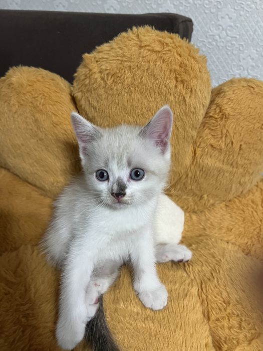 Котята ищут новый дом!