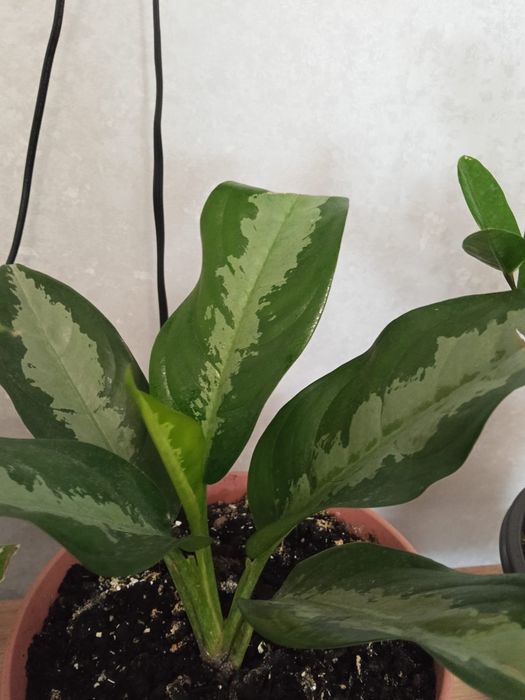 Домашние светы на продаж