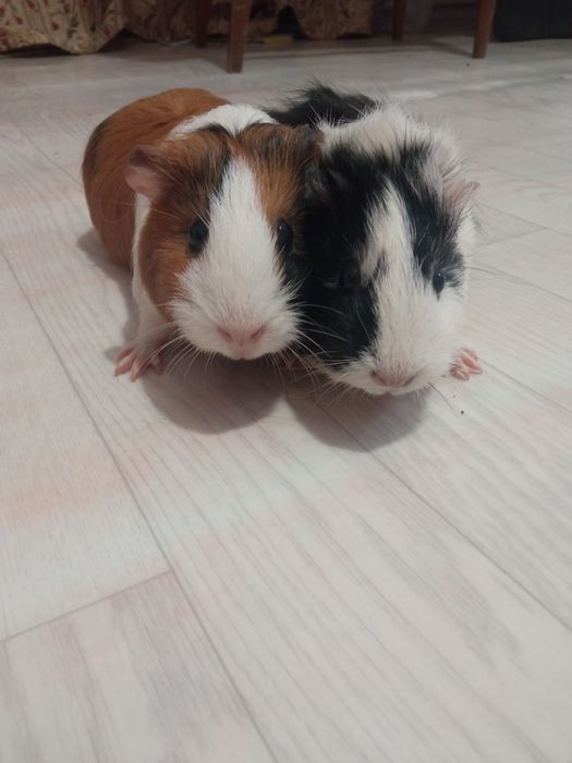 Морские свинки..