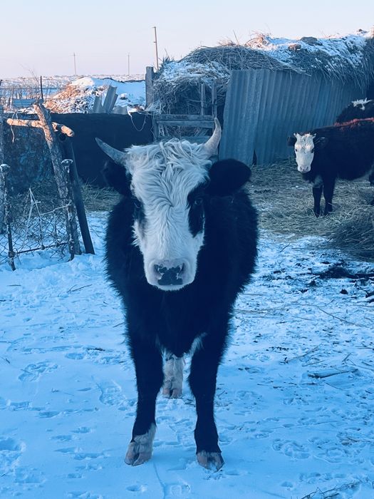 Туатын буаз сйыр сатылады