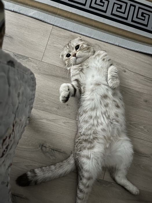 Нужно хороший хозян для котик