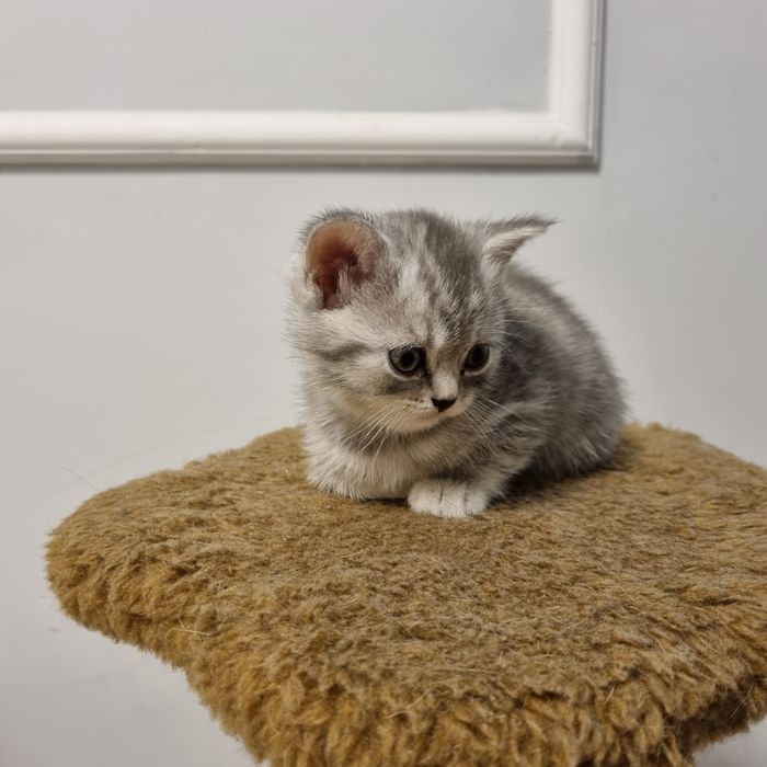 Котята британские