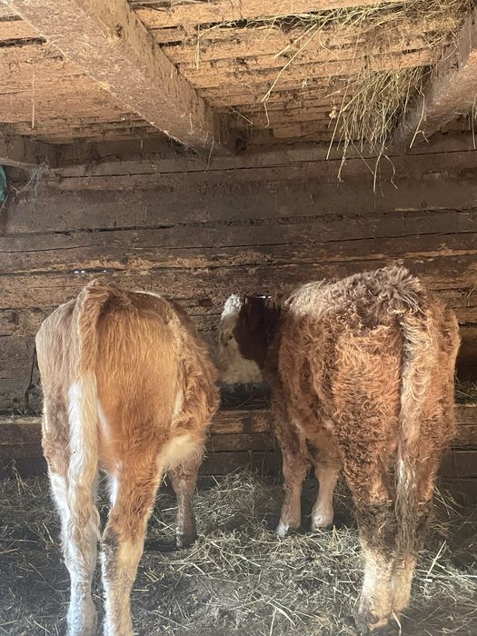 De vanzare 2 taurasi