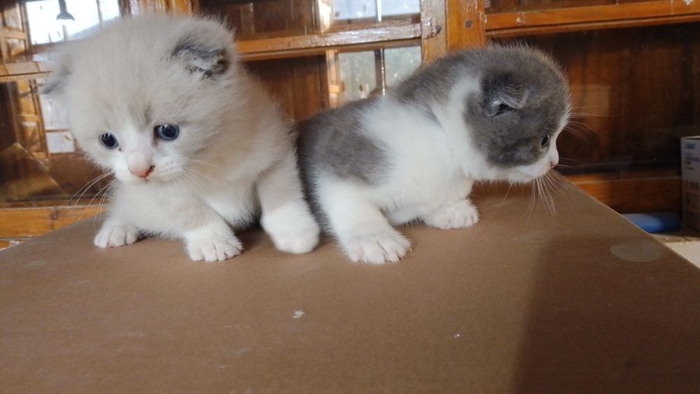 Mushuk bolalari otasi onasi seri