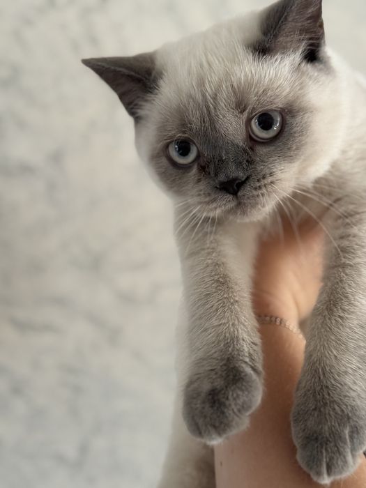 Котенок бесплатно