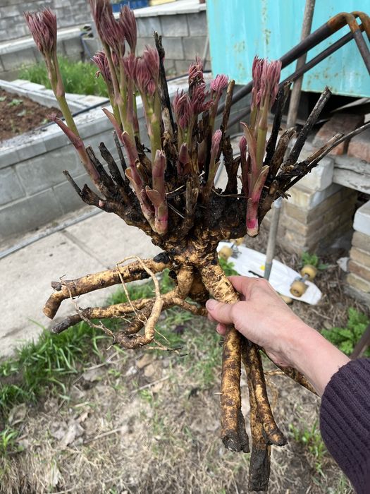 Продаю пион Бартзелла