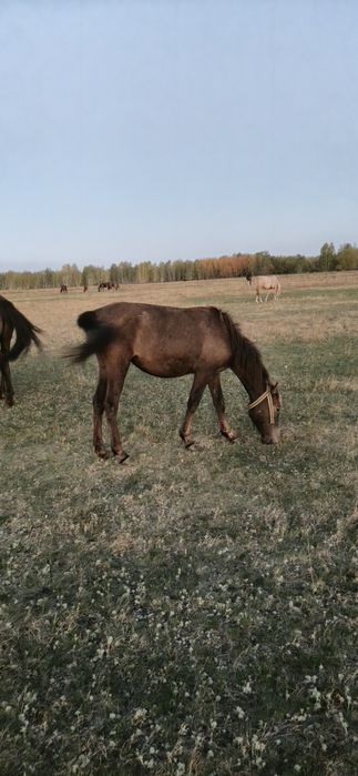 Продам тайлар.3 головы