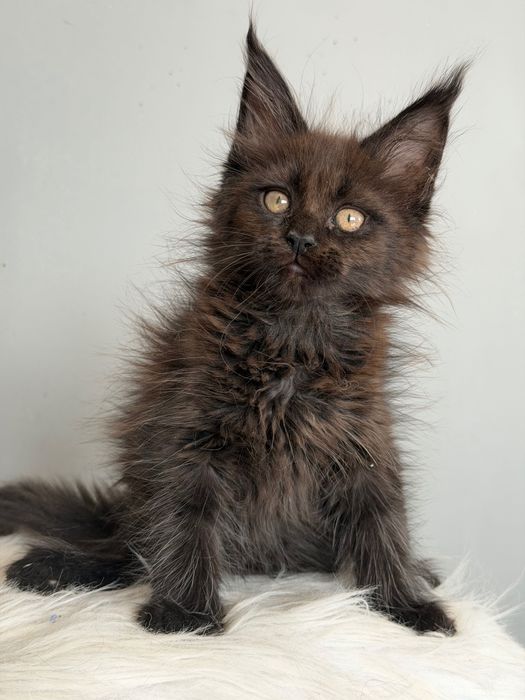 Мейн кун котенца / Мейн куун котенца / Maine coon kittens