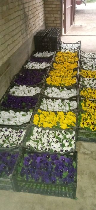 Kapalak viola sotiladi