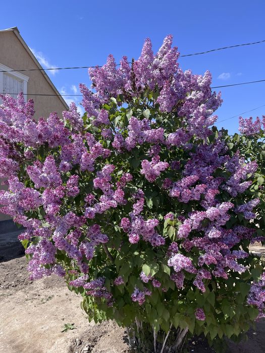 Апрельская сирень Атырау