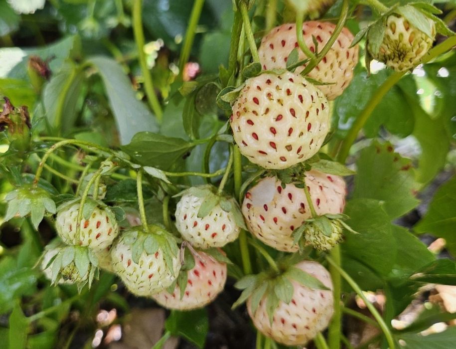 Stoloni capsuni Pineberry