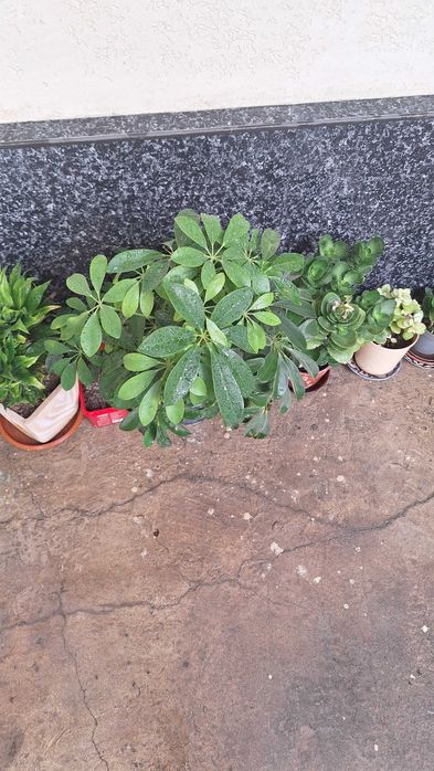 Шеффлера (Schefflera), популярное комнатное растение