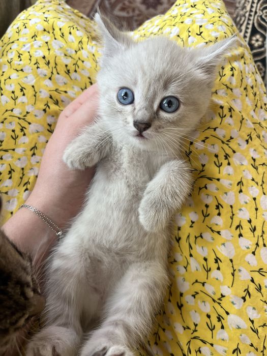 котятки ищут дом
