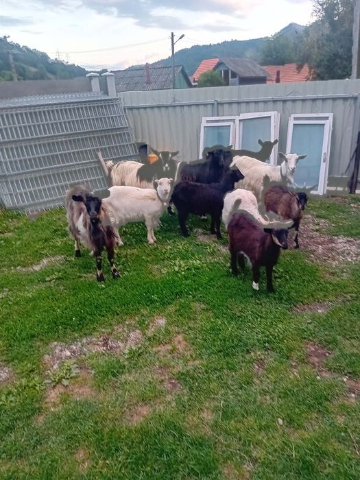 Capre cu iezi de vanzare