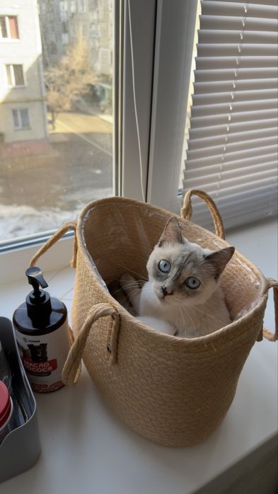 Отдам кошку в хорошие руки