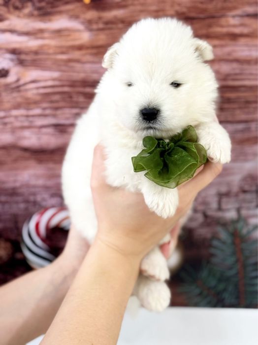 Щенки самоедской лайки