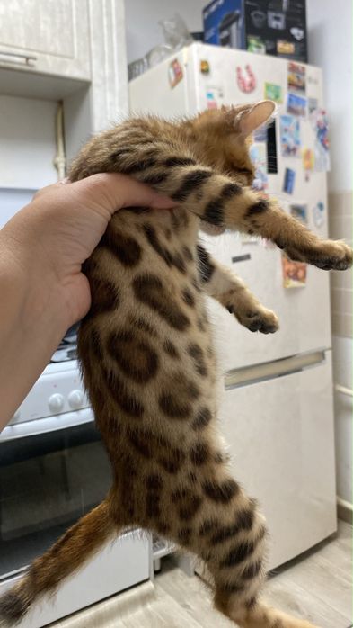 Продаются бенгальские котята