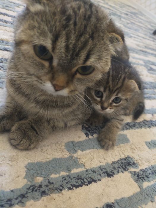 Вас сапппппппппп