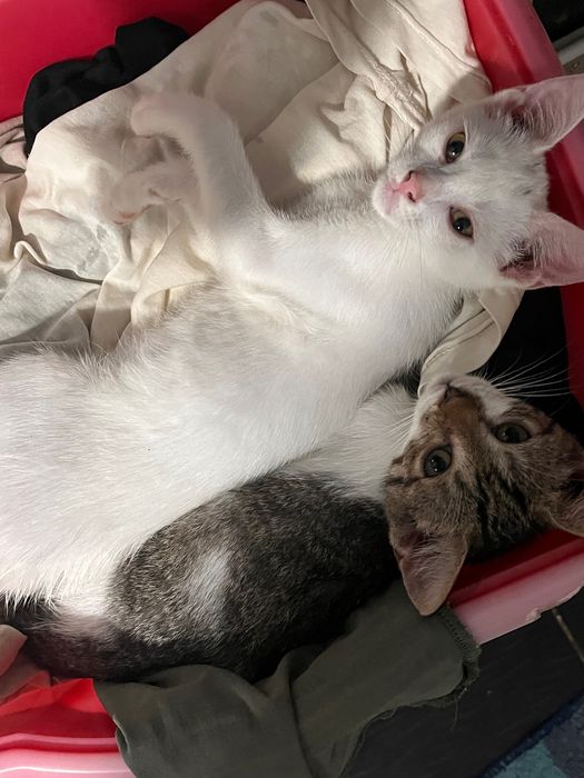 Două pisicuțe drăgălașe își caută o familie iubitoare!